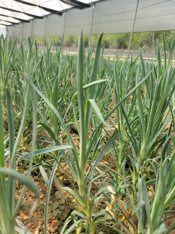 carnation plants & gypsophila plants Manufacturer Flower farms, Hosur