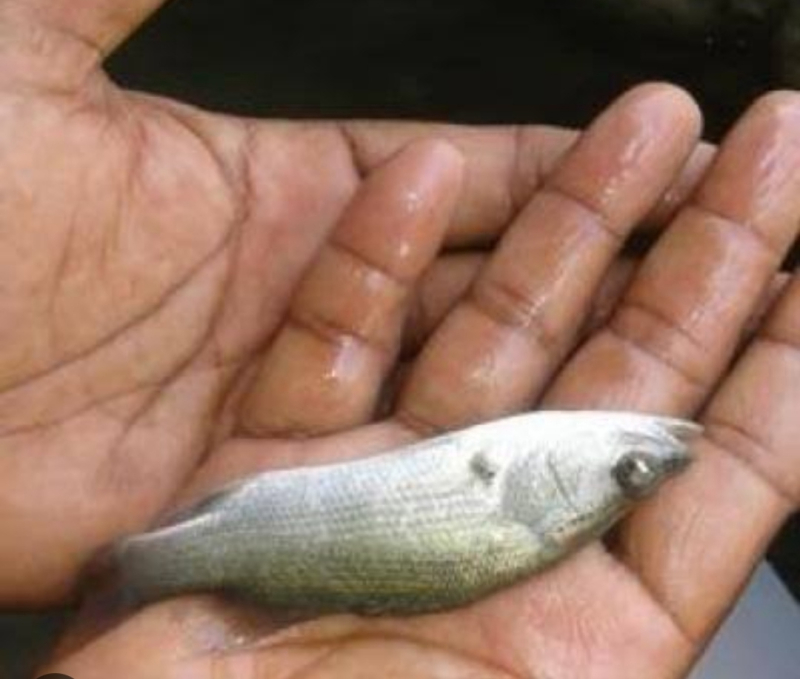 Whole Sea Bass Fish Seeds, Style Alive, Preserved, Packaging Type