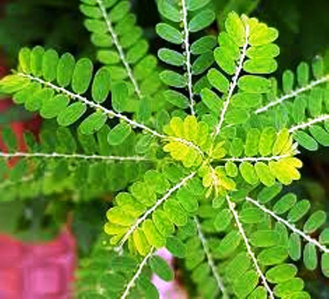 Small Pieces Organic Phyllanthus Leaves, For Medicines, Certification : Iec, Fssai, Gst Certification