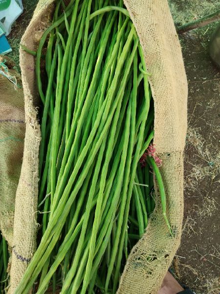 Green Organic drumstick, for Cooking, Style : Fresh