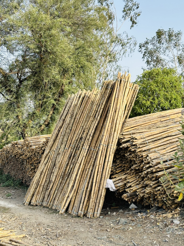 Bamboo 12 feet, Size Mutlisize at Rs 28 / Piece in Chandrapur