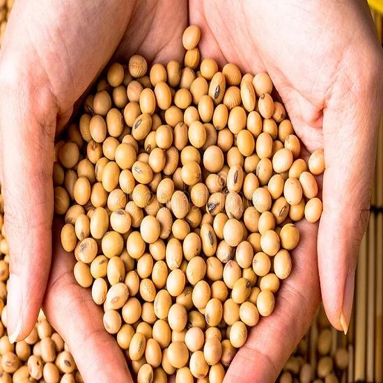 Organic Soya Bean, Style Dried, Packaging Type PP Bags, Vacuum Pack