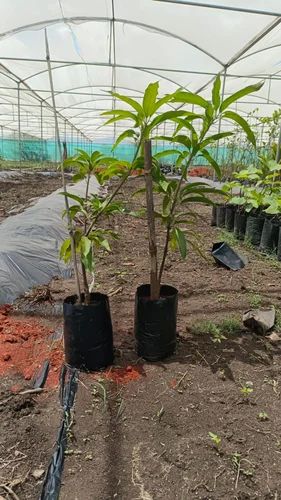 Green Organic Kesar Mango Plant, Size : Medium