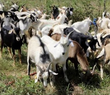 20-30 Kg Live Male Goat, for Farming, Style : Alive at Rs 4,000 / Piece ...