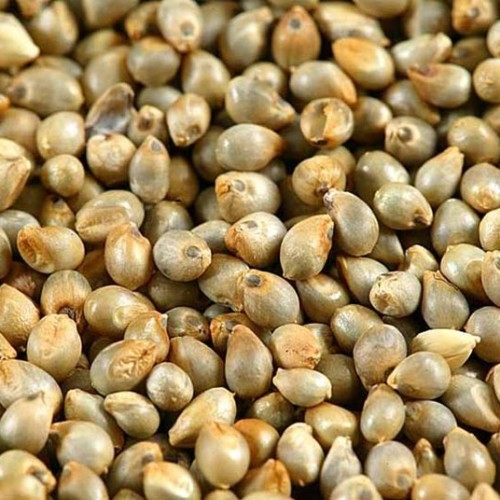 pearl millet