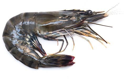 black tiger prawns