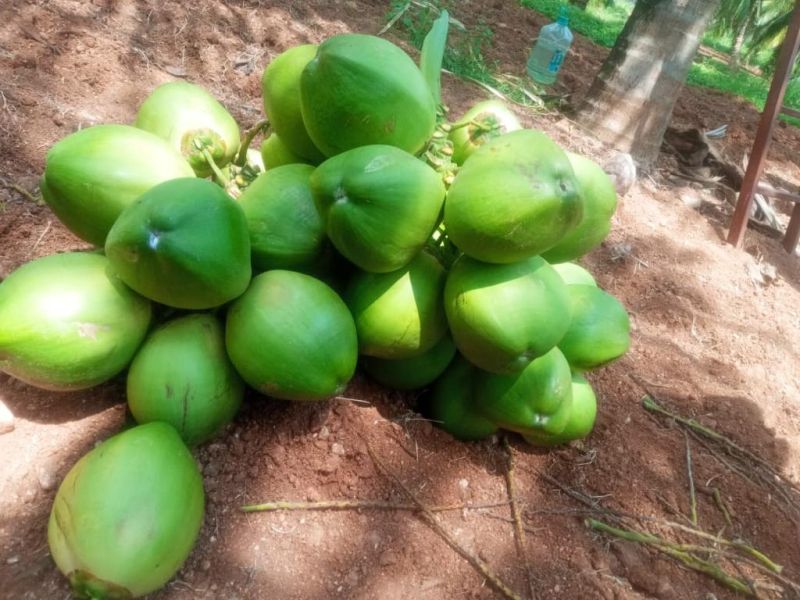 Deejay Samboorna Common Green Tender Coconut, for Pooja, Medicines, Cosmetics, Cooking