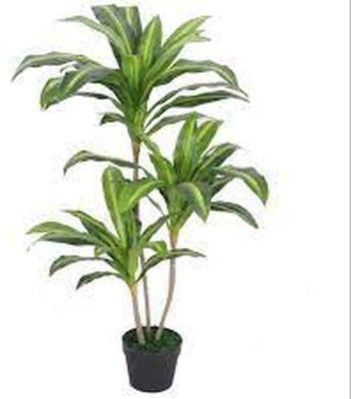 Artificial Dracaena Plant