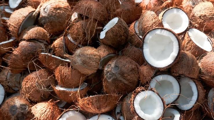 Raw Organic 500 coconut, Packaging Size : 20 Kg