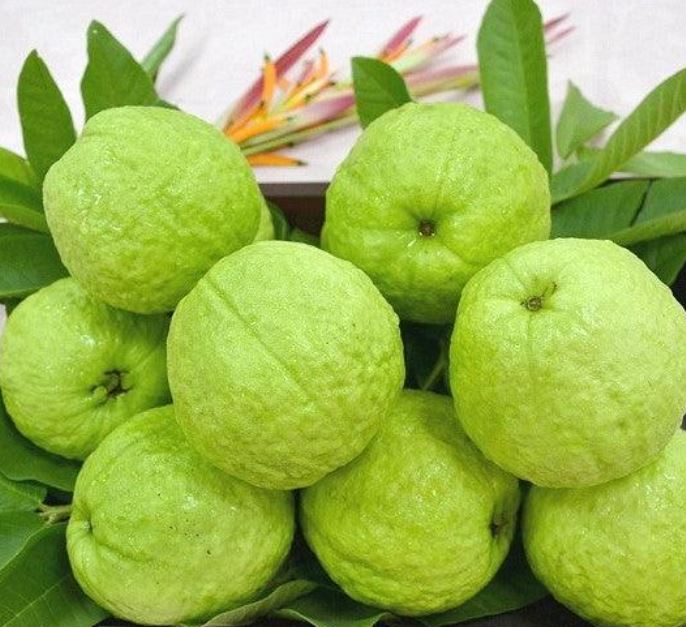 Tropicana Organic fresh guava, for Food Medicine