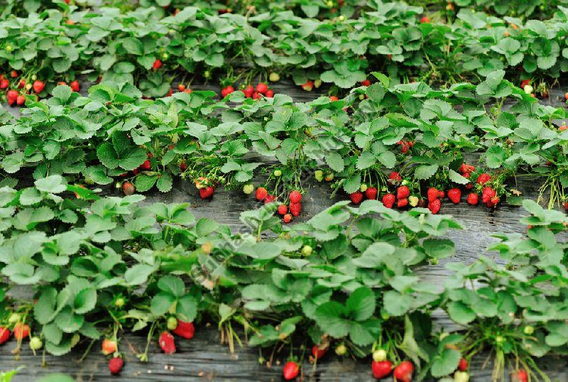 Organic Strawberry Plants