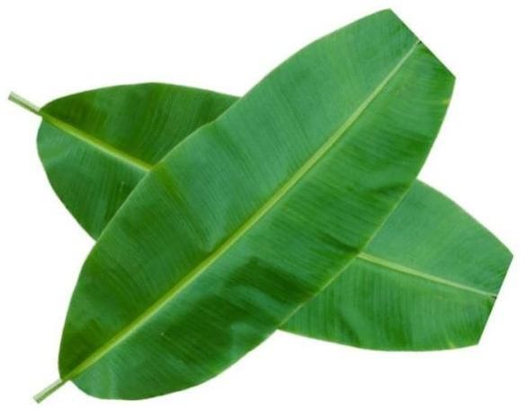 banana leaf