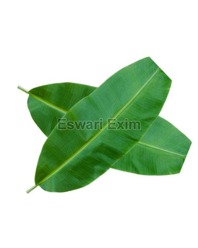 Banana Leaf (T-Box)