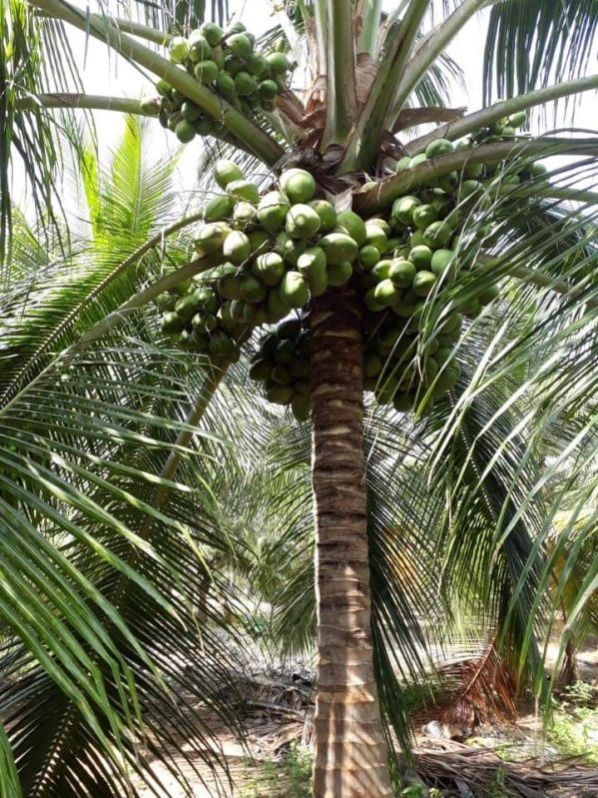 Jada farm nursery in Junagadh Manufacturer of Coconut Plants & chiku