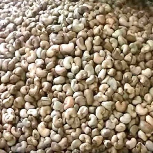 Blanched Organic Broken Raw Cashew Nuts, Packaging Type : Sachet Bag