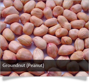 groundnut
