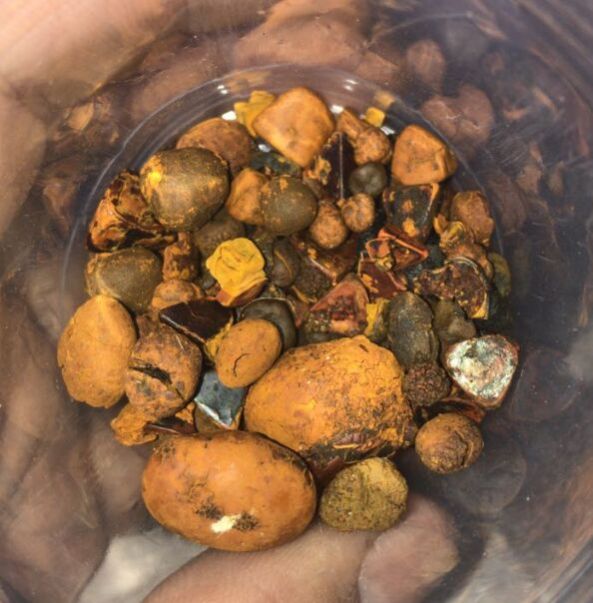Ox Gallstone