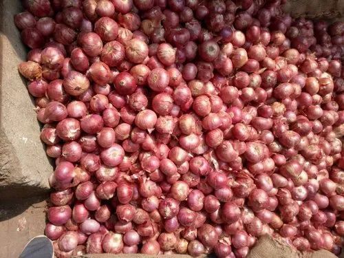 Fresh onion, for Fast Food, Cooking, Packaging Size : 50kg