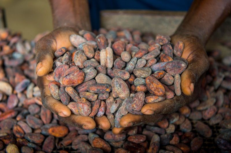 Cocoa Beans seeds, for Cosmetics, Bakery Products