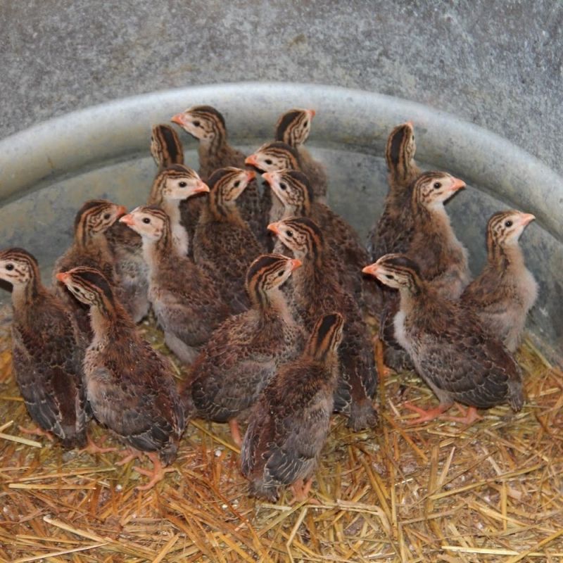 Guinea Fowl Chicks, Age Group : 10 Days