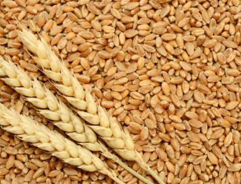 Wheat Seed, For Roti, Khakhara, Chapati, Packaging Type : Jute Bags