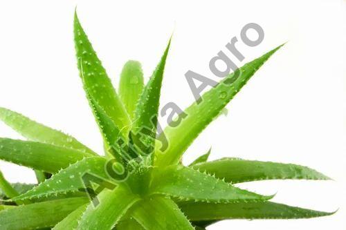 Organic Natural Aloe Vera Plant, Color : Green