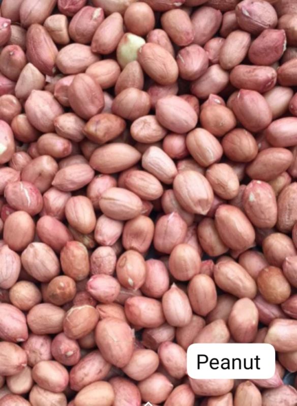 Red Natural Groundnut Seeds, for Agriculture, Cooking, Food, Style : Dried