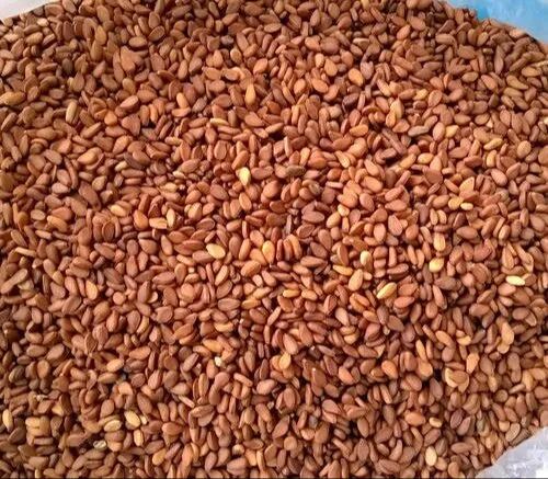 Brown Sesame Seeds, for Making Oil, Agricultural, Packaging Type : Pastic Packet