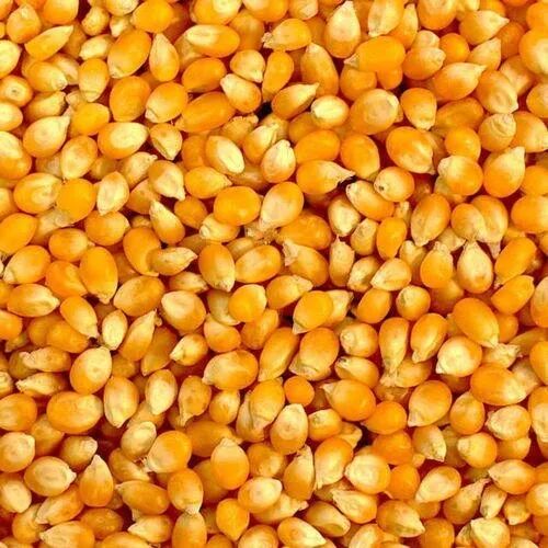 Yellow Maize Seeds, Grade : Animal Feed