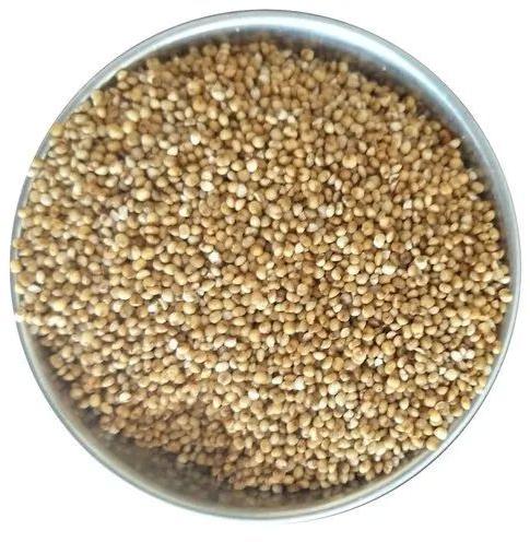 Kodo Millet Seeds, Packaging Type : PP Bag