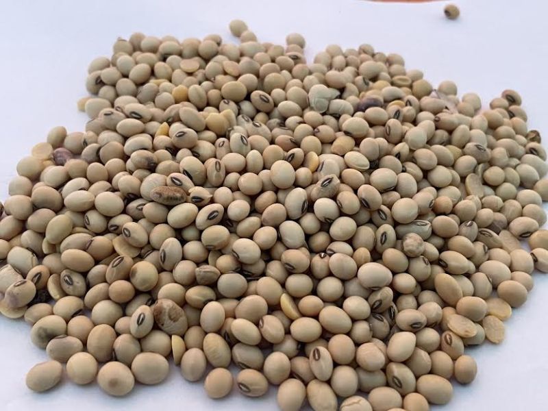 Soy Bean Seeds