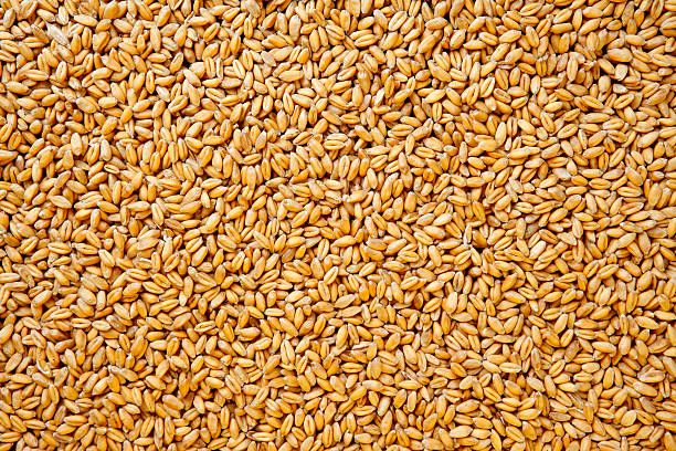 Wheat Seeds, Packaging Type : PP Bags