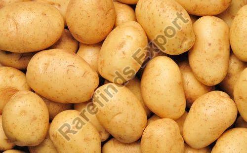 Common Fresh Potato, Feature : Nutritious, Non Harmful
