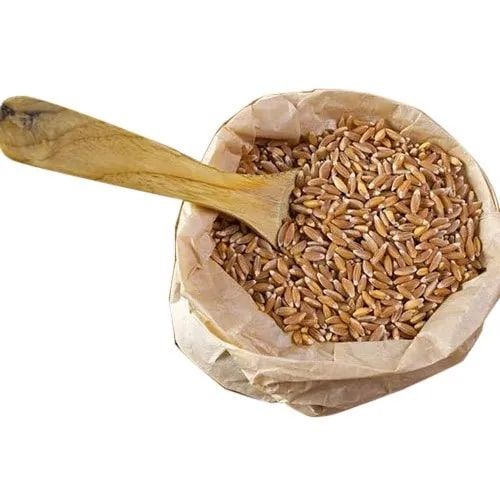 Organic Khapli Wheat Seeds