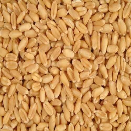 Organic RJ -1482 Wheat Seeds
