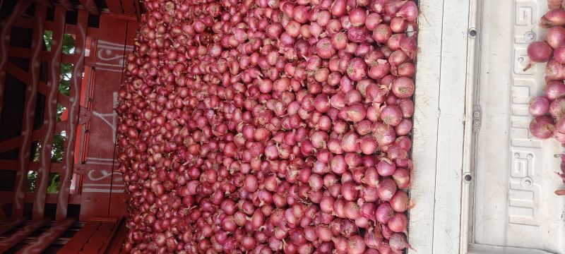 fresh red onion