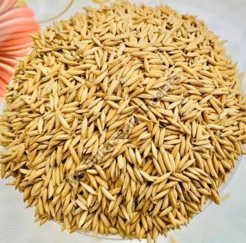 Jeerakati Paddy Seed