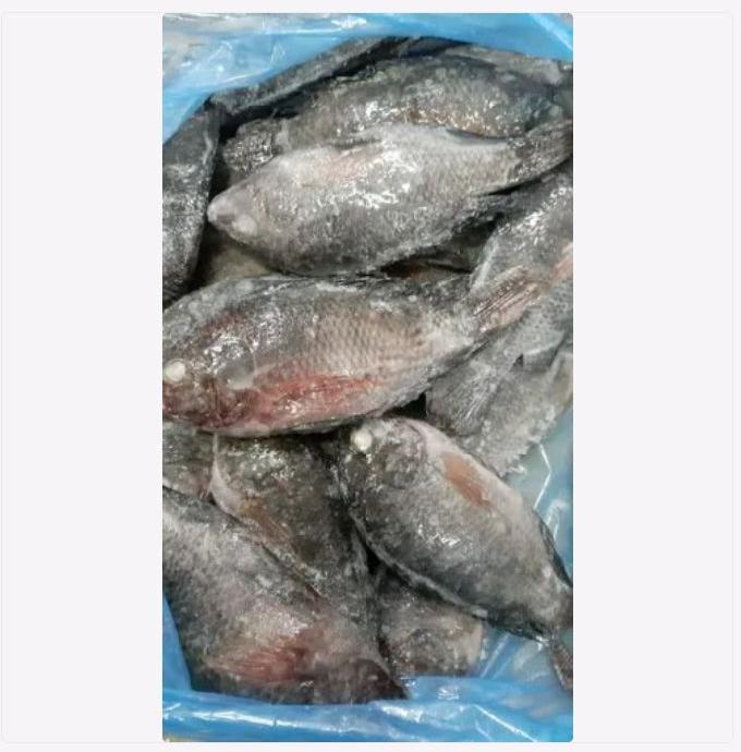 Common frozen tilapia, Packaging Type : PP Bags, Vacuum Pack