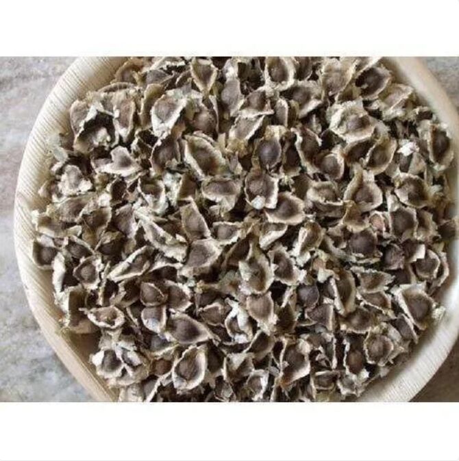 OEM Common Moringa Seeds, for Cooking, Feature : Eco-Friendly, Floury Texture, Healthy