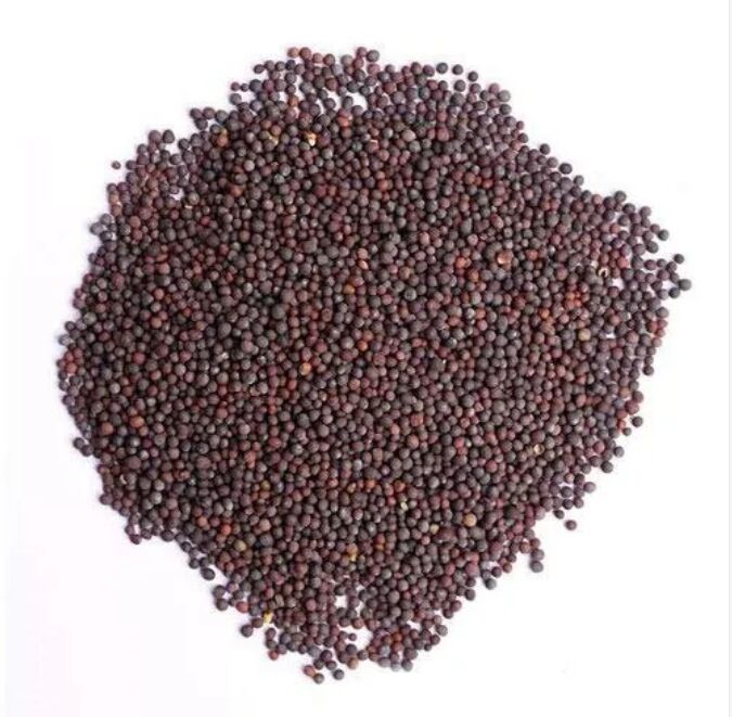Raw Mustard Seeds, for Food Medicine, Packaging Type : Plastic Packet