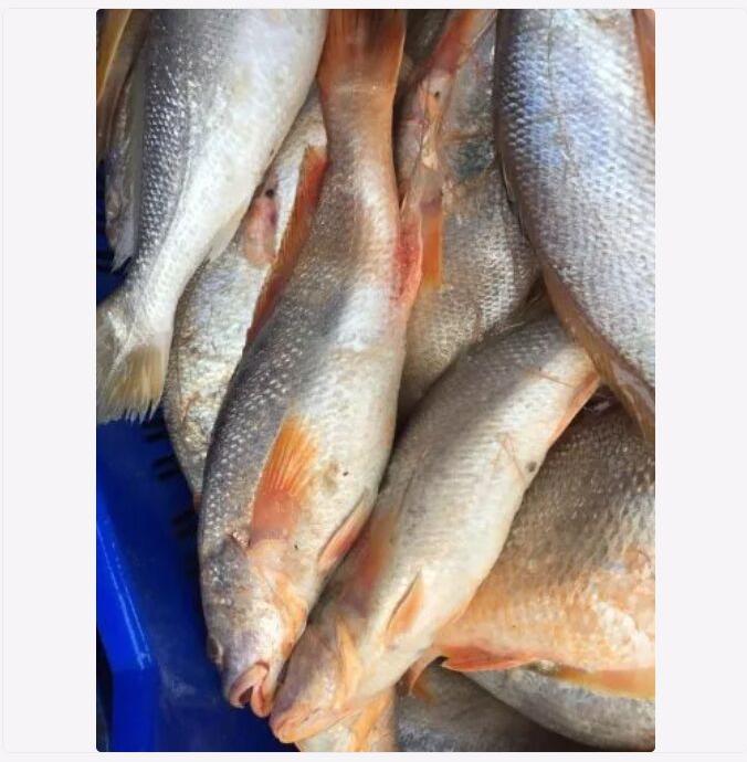 OEM yellow croaker, for Cooking, Food, Human Consumption, Feature : Non Harmful, Protein