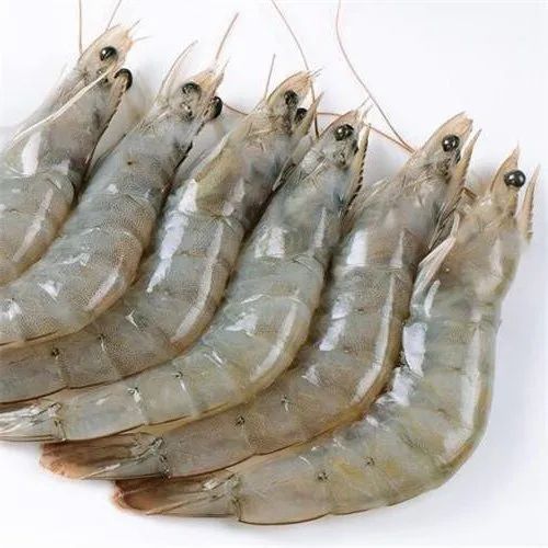 Light Brown Shrimps, for Cooking, Serving, Packaging Type : Plastic Caret