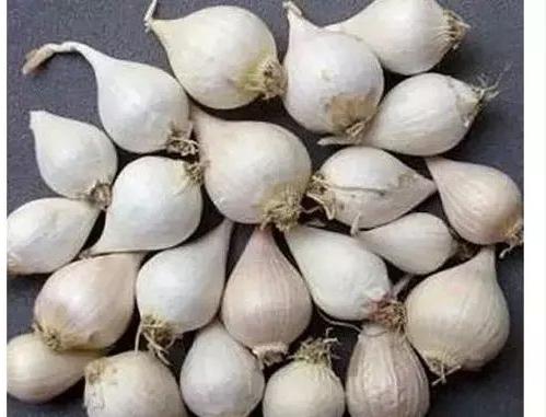 Single Clove Garlic, Packaging Size : 20kg