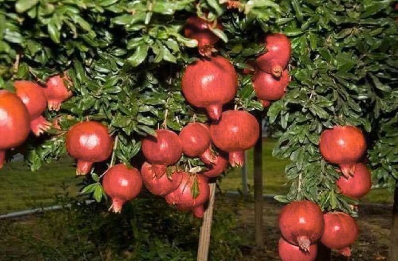 Pomegranates