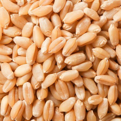 Organic Wheat Seeds