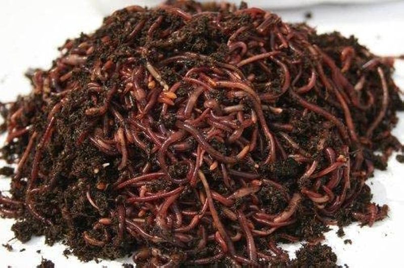 Eisenia Live Earthworms For Composting