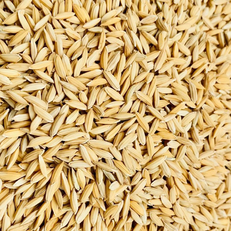 Organic Paddy Seeds, for Agriculture, Style : Dried