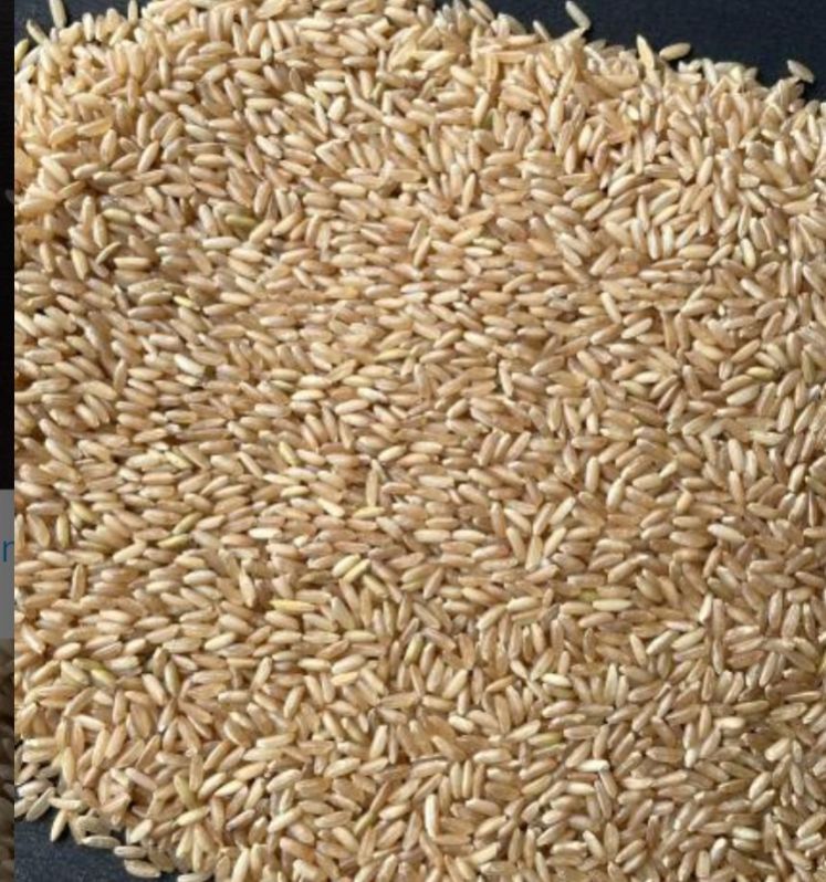 Organic Hard Sona Brown Rice, Certification : FSSAI Certified