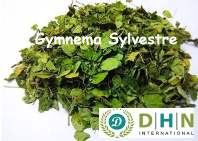 Green Organic gymnema sylvestre leaves, for Medicinal, Packaging Type : Plastic Bag