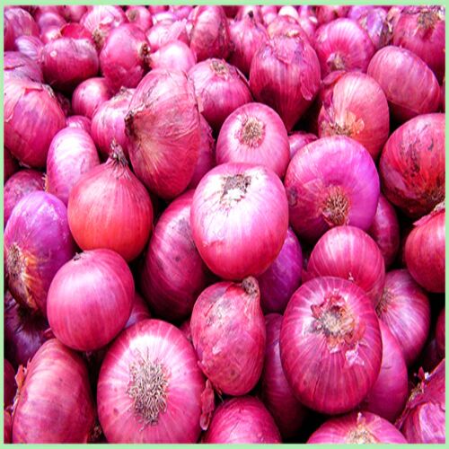 Onion, Shelf Life : 10 Days